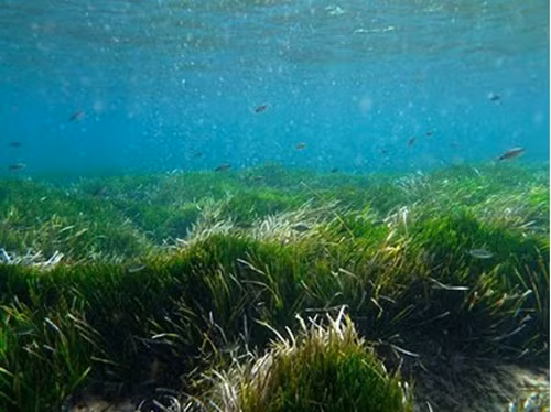 Kham pha it biet ve he sinh thai tham co bien