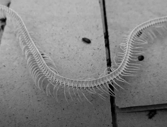 Chang trai 21 tuoi o mien Tay lam trang suc doc dao tu xuong ran-Hinh-3