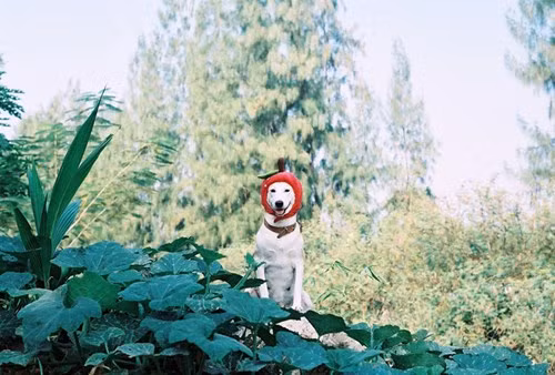  Cô trở nên xinh đẹp, đáng yêu, thường xuyên chụp ảnh với nụ cười thường trực và phụ kiện hài hước. 