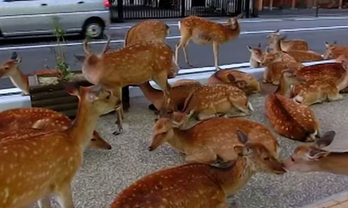Bầy hươu trốn trại gây náo loạn đường phố Nhật Bản Bay huou tron trai gay nao loan duong pho Nhat Ban