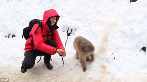 Tuy nhiên, nhân viên của công viên Jigokudani đã cảnh báo việc dùng gậy tự sướng để chụp ảnh chung với loài khỉ có thể gây nguy hiểm cho khách du lịch, bởi loài khỉ tuyết có thể coi cây gậy tự sướng là một biểu tượng của vũ lực và tấn công. 