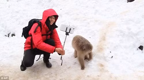 Tuy nhiên, nhân viên của công viên Jigokudani đã cảnh báo việc dùng gậy tự sướng để chụp ảnh chung với loài khỉ có thể gây nguy hiểm cho khách du lịch, bởi loài khỉ tuyết có thể coi cây gậy tự sướng là một biểu tượng của vũ lực và tấn công. 