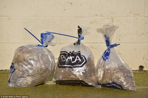 Sau khi được đưa đến trung tâm cứu hộ, các nhân viên ở đây đã mất khoảng 3 tiếng đồng hồ để cắt bỏ bộ lông bẩn, nặng, bết đất của hai chú chó này.