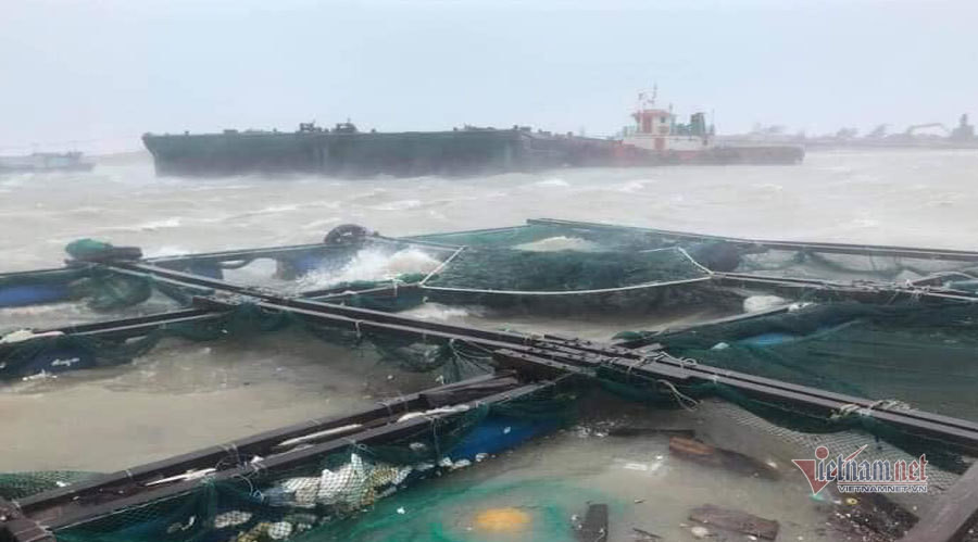 Hàng chục bè nuôi cá của người dân Lý Sơn cũng bị sóng đánh, thiệt hại nặng ]