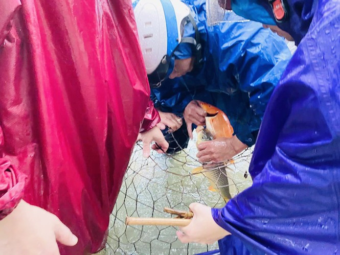 Nước lũ dâng cao, người dân Hà Tĩnh mang nơm ra đường bắt cá - Hình 3 Nuoc lu dang cao, nguoi dan Ha Tinh mang nom ra duong bat ca-Hinh-3