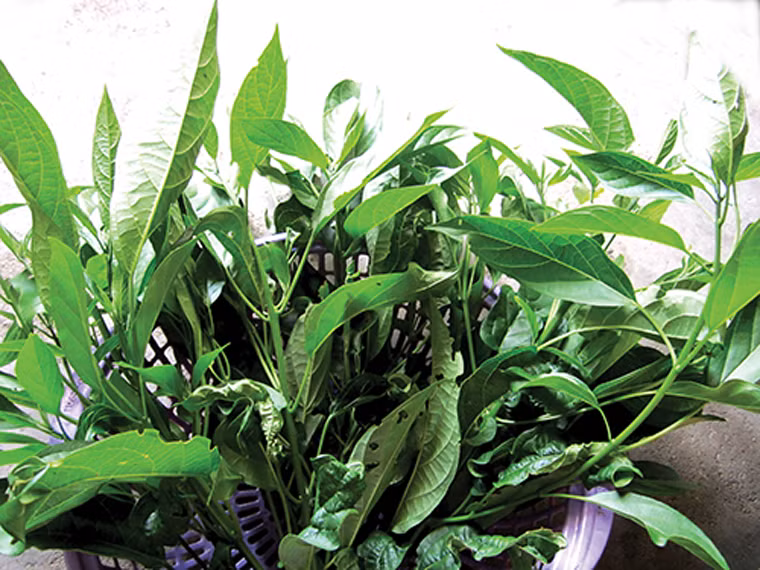 Canh lá đắng. Lá đắng là nguyên liệu được lựa chọn chế biến thành món canh của đồng bào Mông, Tày, Dao vùng Tây Bắc. Lá đắng hay còn gọi là cây vị mật, thân nhỏ, dạng dây leo, mọc thành từng bụi ở khe suối hay vách núi. Lá của cây lá đắng bóng, mép có hình lưỡi cưa, xanh xẫm, nhỏ bằng ba đầu ngón tay.