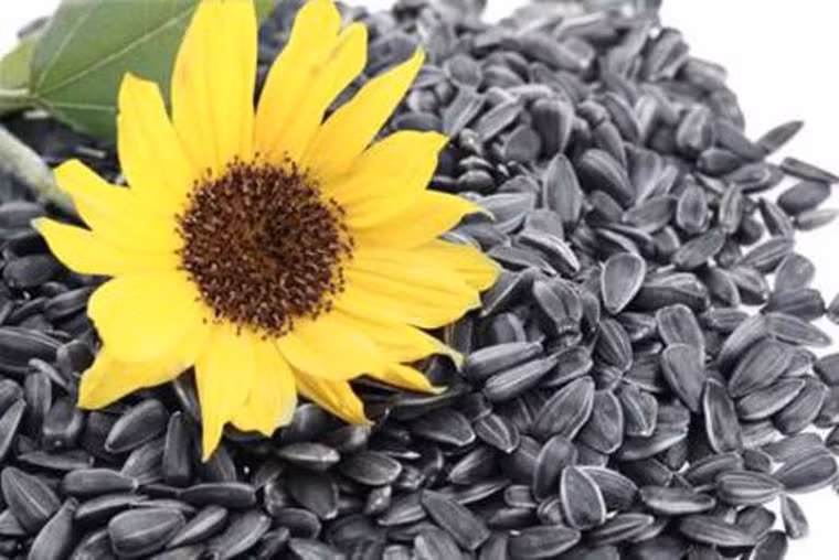 Hạt hướng dương. Sở hữu hương vị hấp dẫn, hạt hướng dương còn chứa lượng lớn phytochemical, folate, vitamin E, selenium và đồng. Khi đi vào cơ thể, dưỡng chất này góp phần ngăn ngừa các bệnh tim mạch, ung thư rất nhạy.