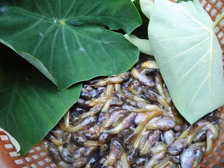 Có nhiều cách chế biến bubu như chiên, xào, nướng… song món ăn “được lòng” nhất vẫn là bubu nấu chua với măng rừng.