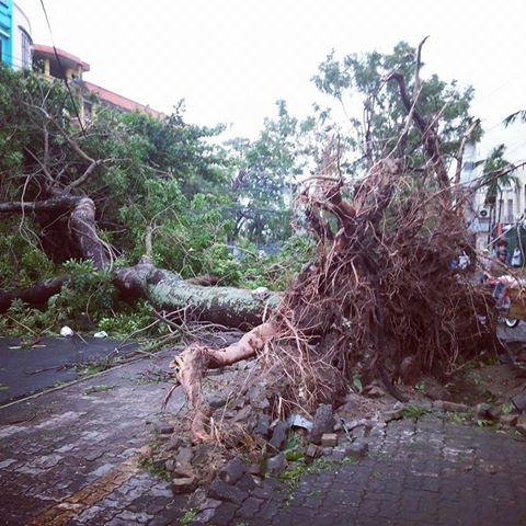 Cây cổ thụ bật gốc, đổ trên đường Ông Ích Khiêm, Đà Nẵng. Ảnh: Faceboook Rai Còm.