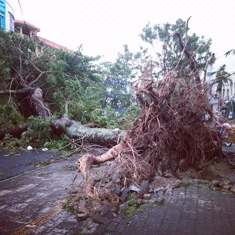 Cây cổ thụ bật gốc, đổ trên đường Ông Ích Khiêm, Đà Nẵng. Ảnh: Faceboook Rai Còm.