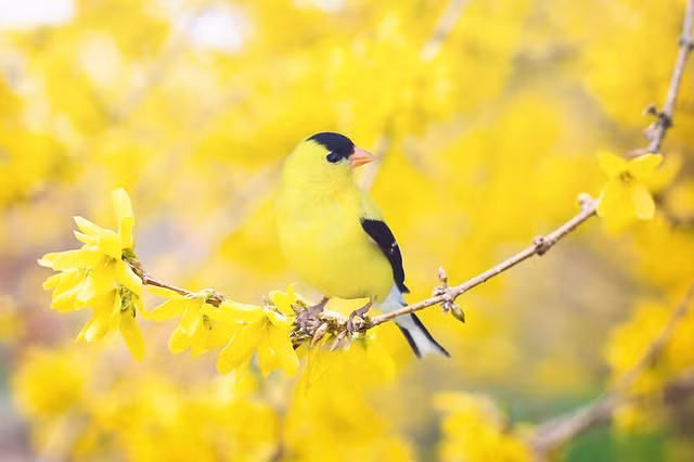 Tết Quý Mão sung túc, 4 con giáp vô lo Tet Quy Mao sung tuc, 4 con giap vo lo