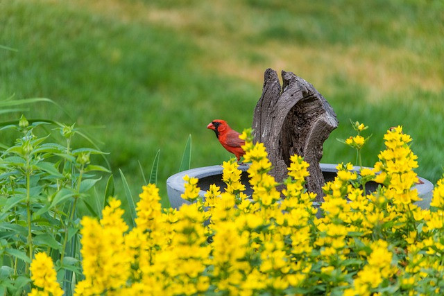Tet Quy Mao sung tuc, 4 con giap vo lo-Hinh-4