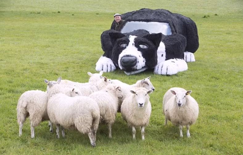 Ông Isaac nói: “Tôi biết rằng mọi người có thể cảm thấy việc sửa đổi chiếc xe là một việc làm điên rồ nhưng tôi làm như vậy chỉ để kỷ niệm cái chết của Floss. Những chi tiết của xe được gắn liền với đặc điểm của Floss. Những chú cừu không đủ thông minh để nhận ra sự thay đổi này".