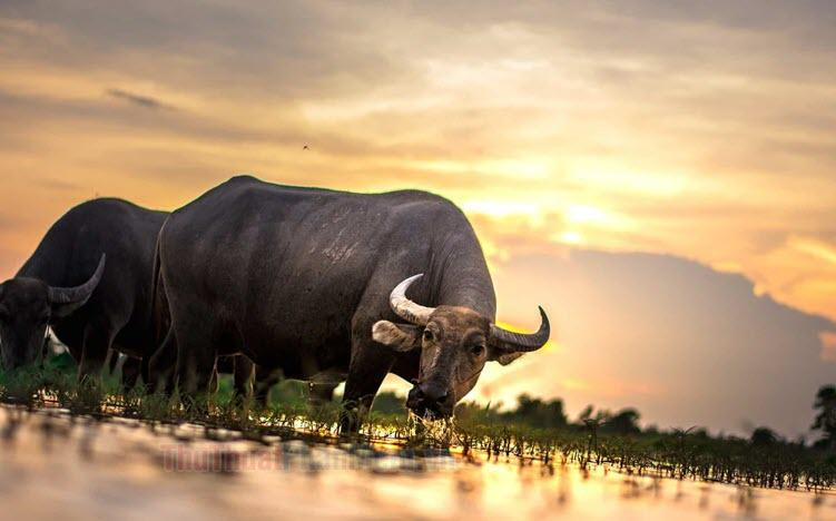 Cuoi tuan (14-15/5), Xung Thai Tue chieu menh 3 con giap, can than de phong