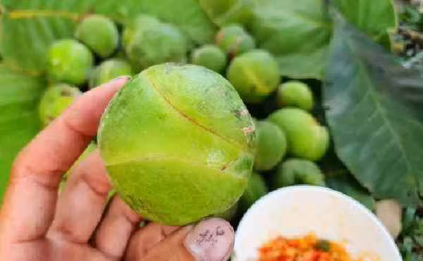 Loại quả quê xưa có đầy không ai hái, giờ thành đặc sản 70.000đồng/kg Loai qua que xua co day khong ai hai, gio thanh dac san 70.000dong/kg