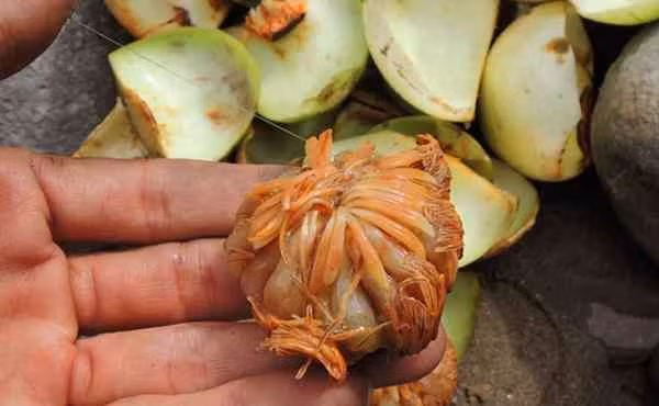 Loại quả quê xưa có đầy không ai hái, giờ thành đặc sản 70.000đồng/kg - Hình 2 Loai qua que xua co day khong ai hai, gio thanh dac san 70.000dong/kg-Hinh-2