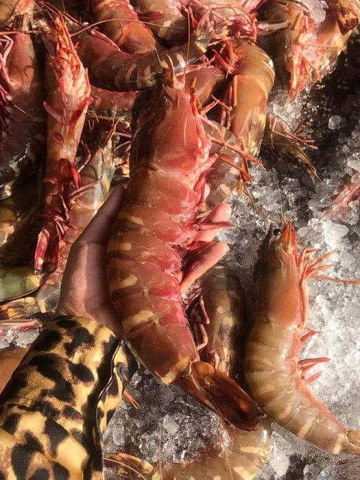 Tôm sú cụ siêu to khổng lồ có giá đắt hơn tôm hùm được lùng mua ảnh 5