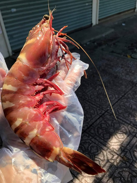 Tôm sú cụ siêu to khổng lồ có giá đắt hơn tôm hùm được lùng mua ảnh 4