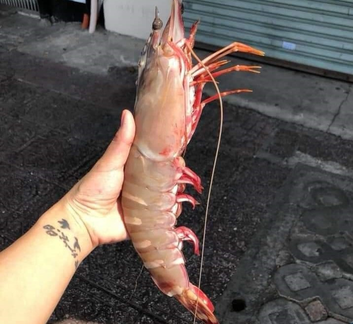 Tôm sú cụ siêu to khổng lồ có giá đắt hơn tôm hùm được lùng mua ảnh 3