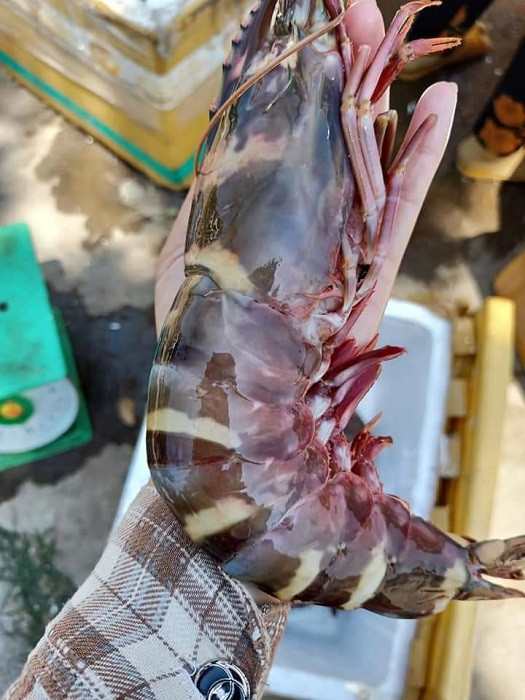 Tôm sú cụ siêu to khổng lồ có giá đắt hơn tôm hùm được lùng mua ảnh 1