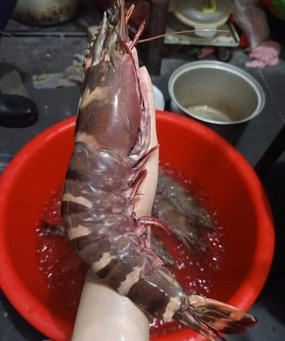 Tôm sú cụ siêu to khổng lồ có giá đắt hơn tôm hùm được lùng mua ảnh 2