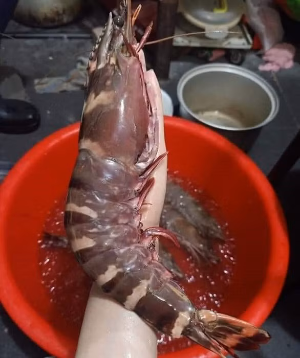 Tôm sú cụ siêu to khổng lồ có giá đắt hơn tôm hùm được lùng mua ảnh 2 Tôm sú cụ siêu to khổng lồ có giá đắt hơn tôm hùm được lùng mua ảnh 2