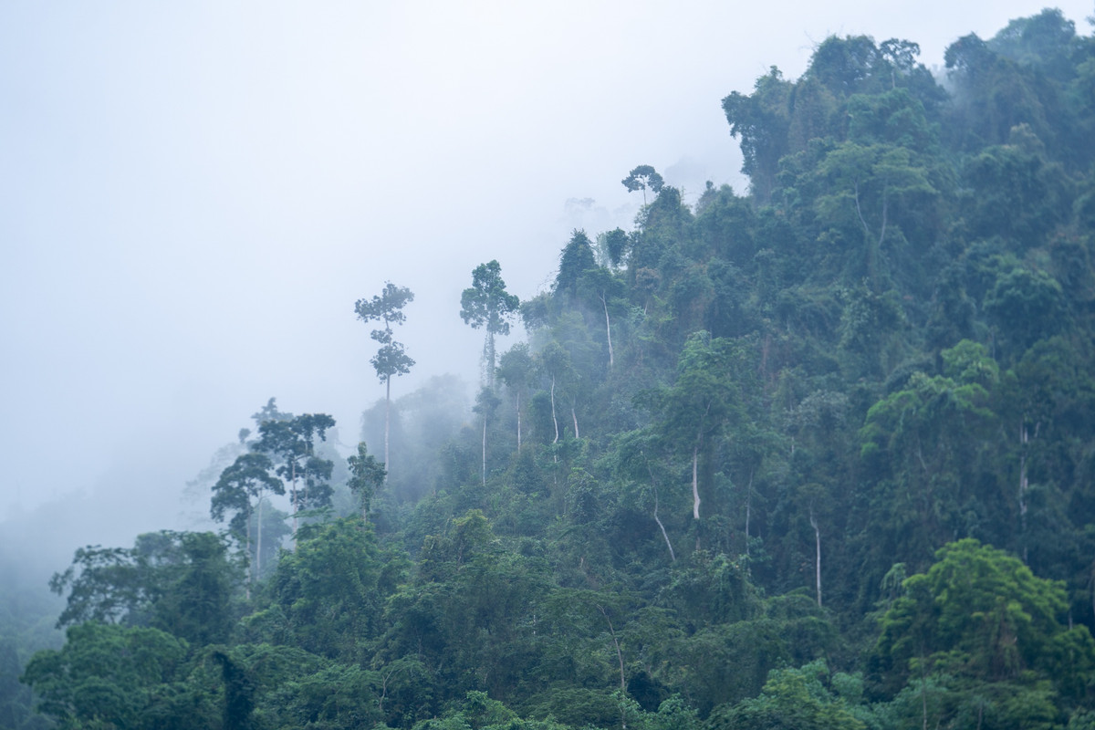 Thiên nhiên ưu đãi cho Tuyên Quang nhiều tài nguyên, rừng có độ che phủ vào hàng cao nhất nước. Từ cung đường, du khách có thể chiêm ngưỡng sắc xanh của đồi núi đang chìm trong sương sớm.