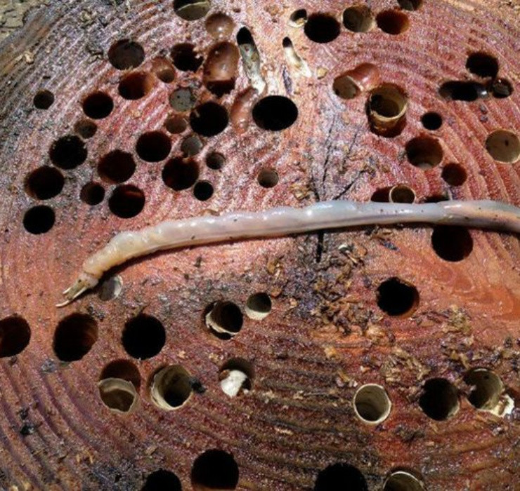 Về hương vị, nhiều người từng thưởng thức nhận xét vị của chúng khá giống món hàu biển nhưng ngọt và ngon hơn, rất dễ ăn.