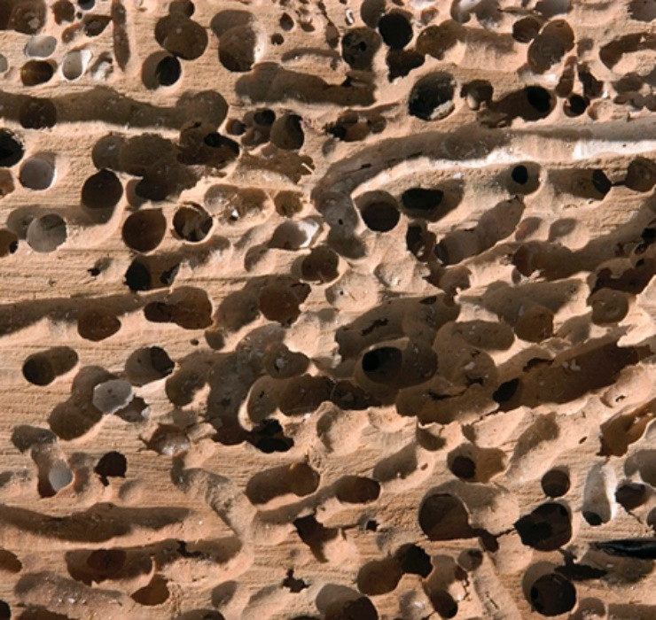 Thân và cành cây đước ngập mặn đã mục nát dưới vùng đầm lầy là ngôi nhà chính của “loài giun” này.