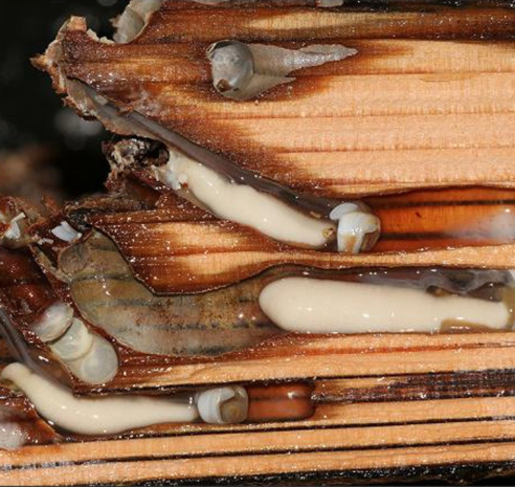 Nhờ sống trong thân cây, hàng ngày hấp thụ chất dinh dưỡng từ gỗ nên chúng sở hữu giá trị dinh dưỡng cao, giàu sắt, canxi, kẽm, vitamin A và B12.