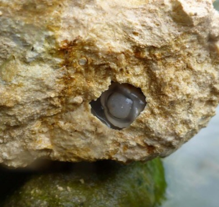 Hà gỗ có thân nhỏ, màu trắng đục và gần như trong suốt.