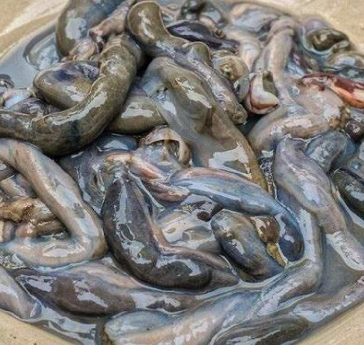 Hà gỗ là loài động vật thân mềm, có nguồn gốc từ phía Đông Bắc Đại Tây Dương. Chúng là loài chuyên đục khoét những cây gỗ nước mặn để làm thức ăn.