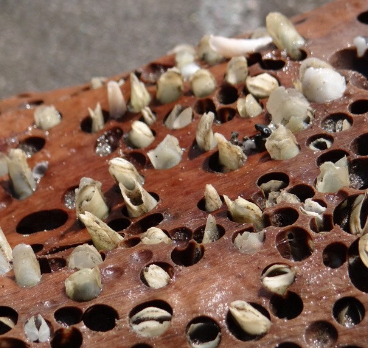 Được biết, hà gỗ là loài lưỡng tính, trứng của chúng trôi nổi trong nước biển rồi bám vào các mạn tàu thuyền gỗ, hoặc các thân cây để phát triển.