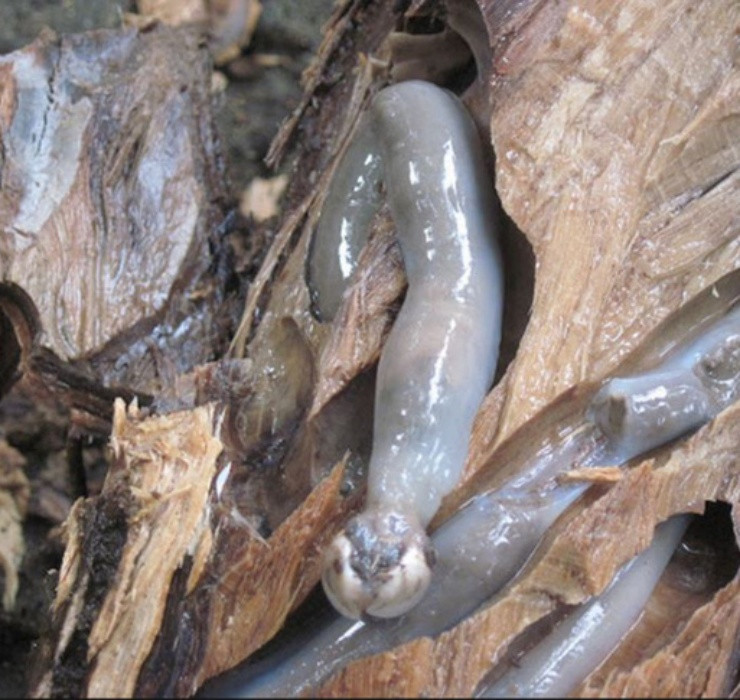 Chúng thường có kích thước khá nhỏ, chiều dài từ 20 - 30cm. Những con to hơn có thể dài đến 60cm, đường kính gần 3cm.