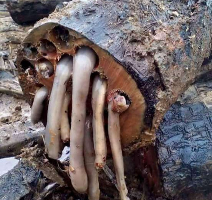 Loài nhuyễn thể này được bán với giá dao động từ 800 - 1.000 baht/kg (tương đương 550 - 700.000 đồng).