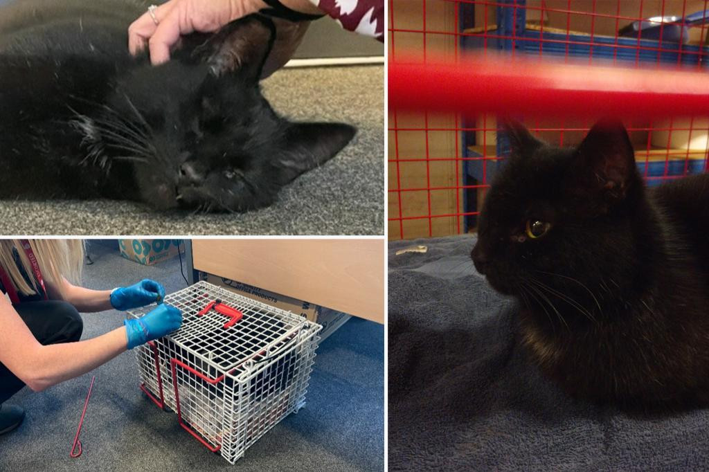 Mèo một mắt mất tích suốt 5 năm bất ngờ xuất hiện trên giàn khoan dầu ngoài biển ảnh 2