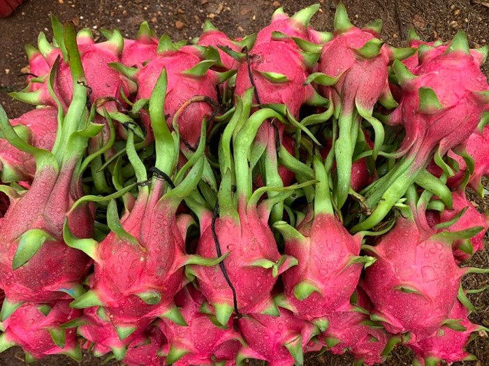 Người dân không còn hàng để bán, thanh long tăng giá chóng mặt ảnh 1 Người dân không còn hàng để bán, thanh long tăng giá chóng mặt ảnh 1