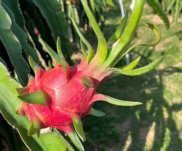 Người dân không còn hàng để bán, thanh long tăng giá chóng mặt ảnh 2 Người dân không còn hàng để bán, thanh long tăng giá chóng mặt ảnh 2