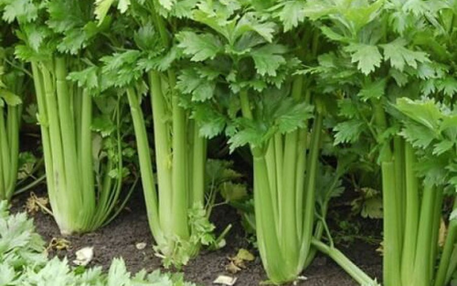 Tống Mỹ Linh bị K vẫn thọ tới 106 tuổi nhờ ăn một loại rau rẻ bèo Tong My Linh bi K van tho toi 106 tuoi nho an mot loai rau re beo