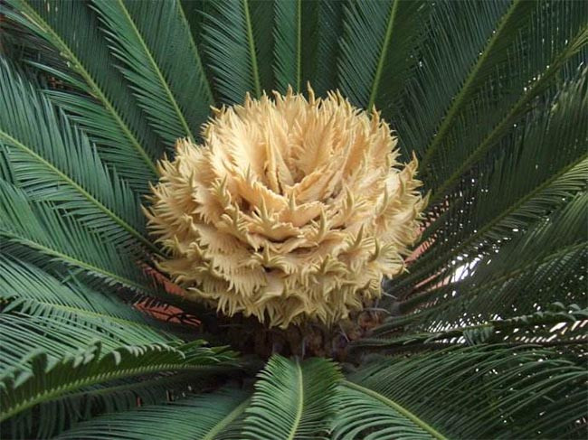 Loài cây 20 năm mới ra quả, mang lại giàu sang may mắn, người mua săn lùng như báu vật Loai cay 20 nam moi ra qua, mang lai giau sang may man, nguoi mua san lung nhu bau vat