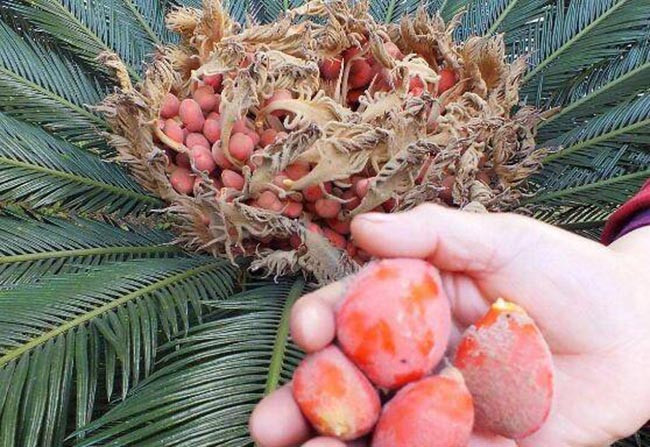 Loai cay 20 nam moi ra qua, mang lai giau sang may man, nguoi mua san lung nhu bau vat-Hinh-6