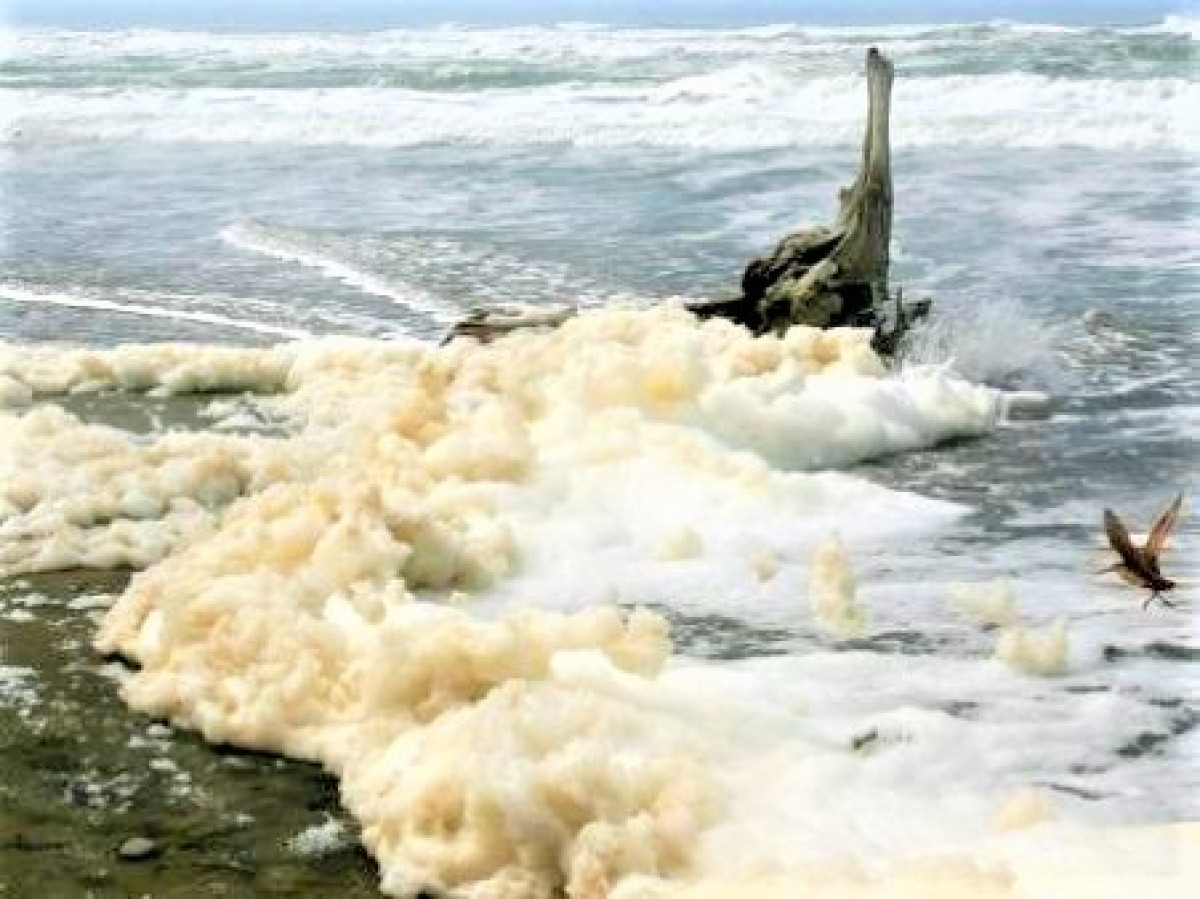 Bọt biển. Sự sủi bọt của biển là do sự xáo trộn các sinh vật hiện diện trên mặt nước do tác động của thủy triều liên tục. Ngoài ra, trong một số trường hợp nhất định, bọt biển cũng có thể được phát sinh do những xáo trộn do các hoạt động của con người gây ra như thải chất thải độc vào nước đại dương. Ảnh: marineinsight.com