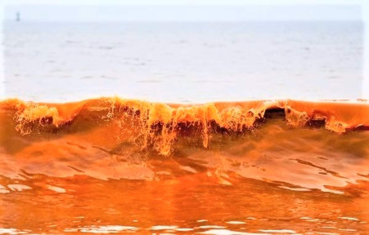 Thủy triều đỏ. Sự xuất hiện của thủy triều đỏ được các nhà khoa học gọi là 'Algal Blooming' - hiện tượng khi có sự phát triển nhanh chóng hoặc nở hoa của tảo trong vùng nước đại dương. Thủy triều đỏ rất nguy hiểm vì những loài tảo này có thể gây tử vong cho chim, động vật và thậm chí cả con người. Ảnh: marineinsight.com