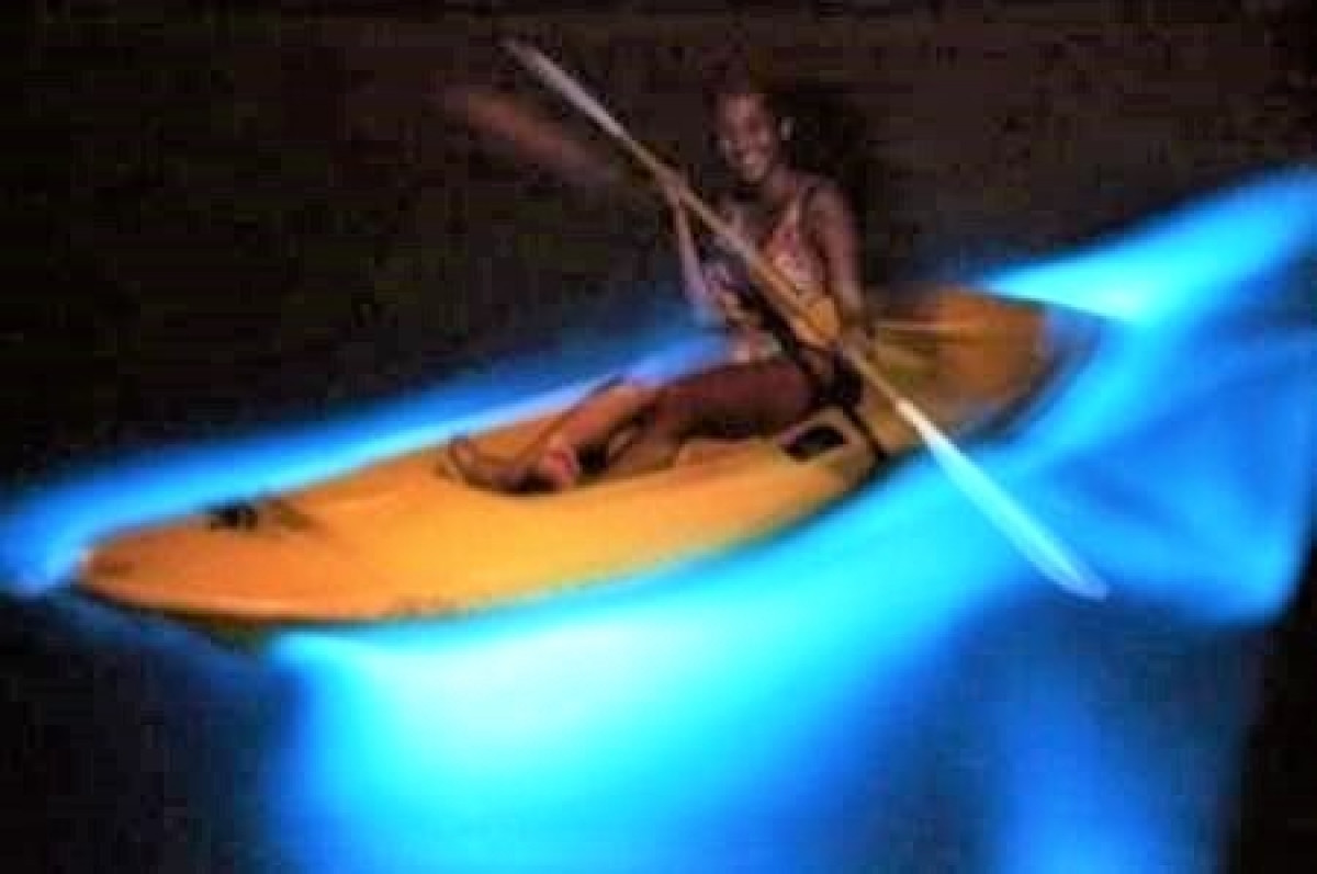 Phát quang sinh học là ánh sáng do các sinh vật biển tạo ra như một cơ chế bảo vệ. Một số chất hóa học trong cơ thể sinh vật khi phản ứng với oxy trong khí quyển đã dẫn đến sự xuất hiện sự phát quang sinh học. Ảnh: marineinsight.com