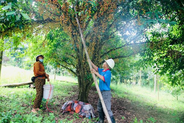 Những thân dâu da đất chi chít cả chục nghìn quả khiến người trồng lẫn khách đều cảm thấy đã mắt.