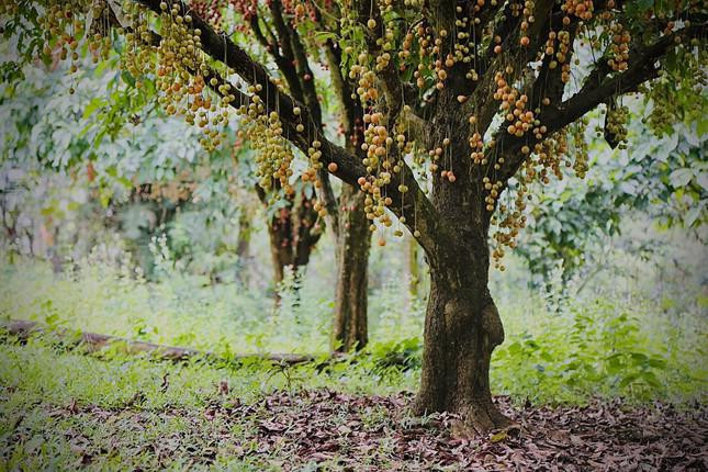 Mỗi gốc trung bình từ 1,5-2 tạ quả. Giá bán hiện tại từ 25- 30 ngàn đồng/kg. Được tiểu thương vào tận vườn săn đón, thu mua. 