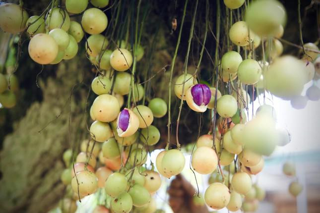 Quả dâu da còn non có màu đỏ đậm hoặc xanh đậm nhưng khi chín, vỏ đều ngả dần sang màu trắng ngà, vàng mơ và có vị ngọt lẫn chua thanh.