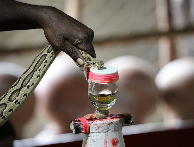 Noi da ga voi nghe vat noc doc ran-Hinh-2