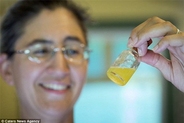 Noi da ga voi nghe vat noc doc ran-Hinh-5