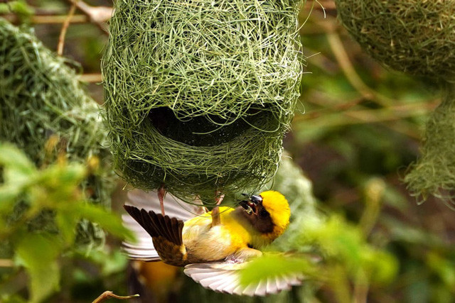 him thợ dệt baya xây tổ ở ngoại ô Ajmer, Ấn Độ. Ảnh: Himanshu Sharma.